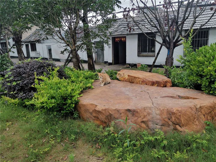 邳州市占城鎮芍藥園一期綠化工程 